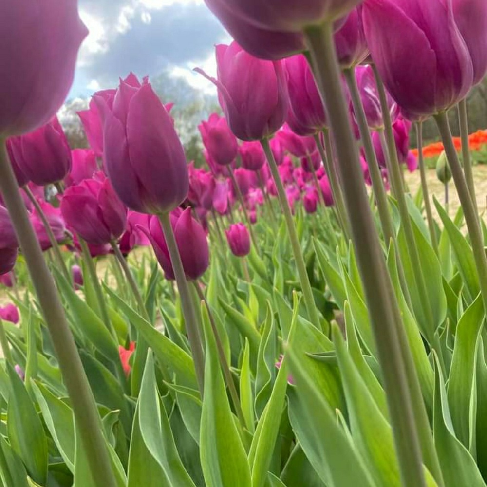 Meet your Posher, Mei